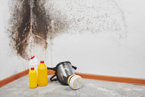 Best Mold Cleaning Services  in Peoria Heights, IL