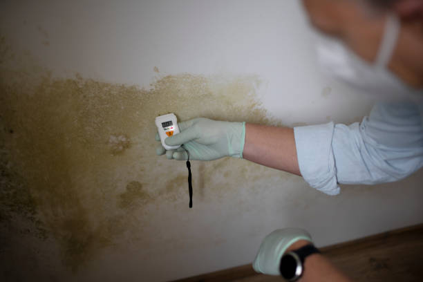 Best Crawl Space Mold Removal  in Peoria Heights, IL