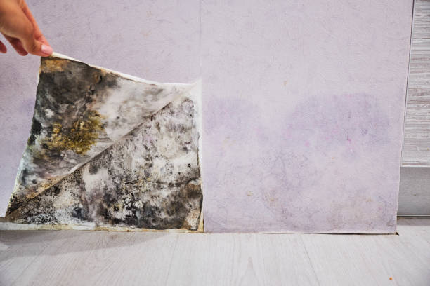 Best Emergency Mold Removal  in Peoria Heights, IL